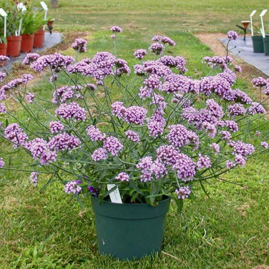 Verbena - VERBENA Bonariensis 'Lollipop'