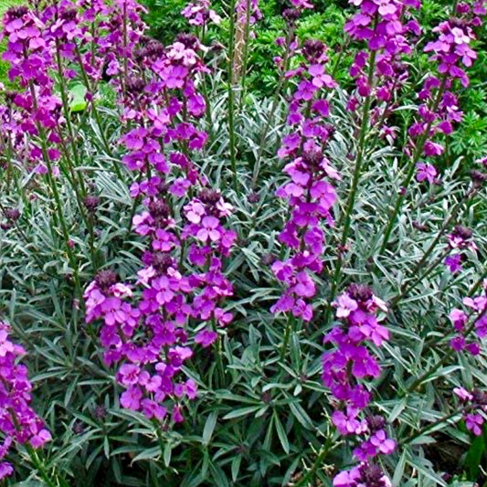 Wallflower, Perennial - ERYSIMUM 'Bowles Mauve'