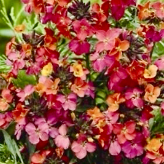 Wallflower, Perennial - ERYSIMUM 'Constant Cheer'