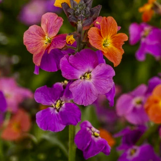 Wallflower, Perennial - ERYSIMUM 'Erysistible Magenta'